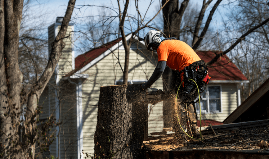 Tree Removal